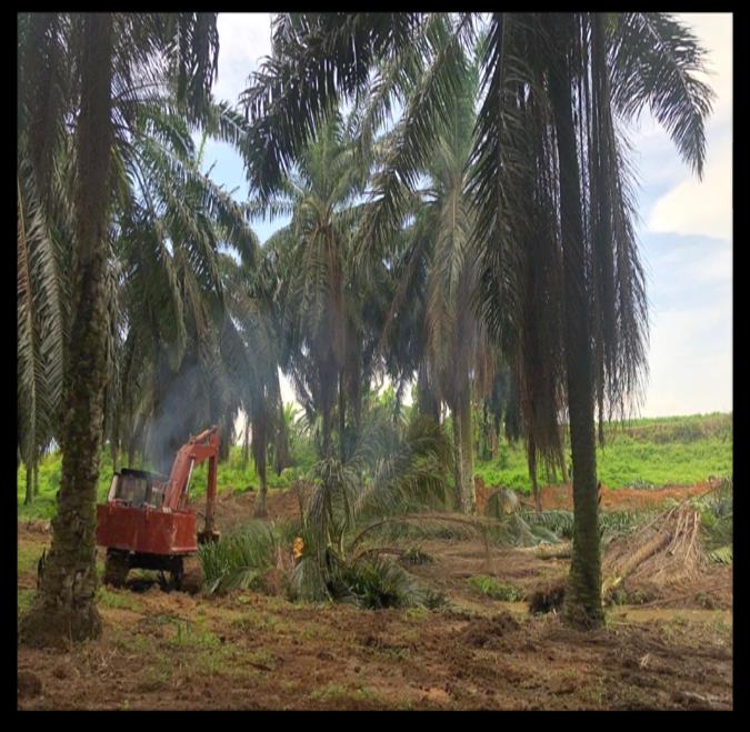 Construction of a New Holding Pond and Desludging of an Effluent Pond