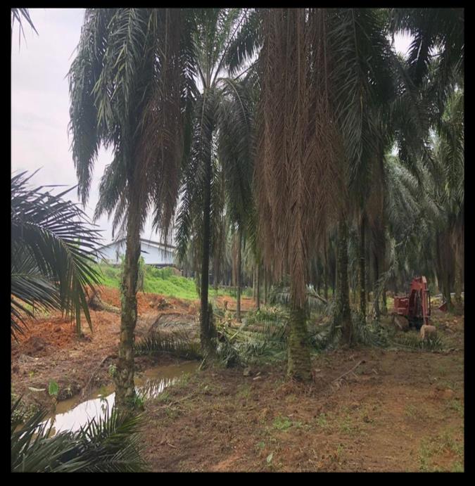 Land clearing works at Giram Mill, Kunak