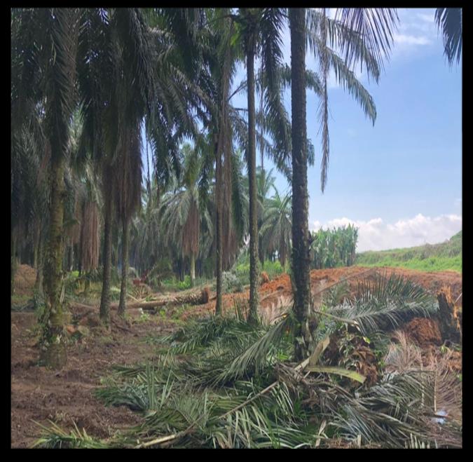Cleared ground at the holding pond site, Giram Mill, Kunak